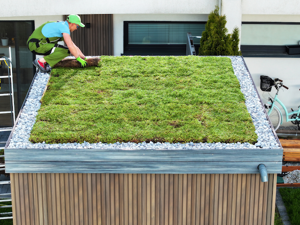 Sedum bedekking